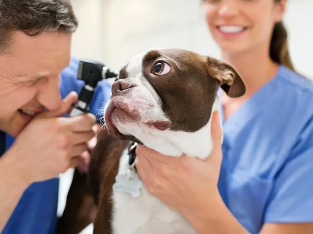 Médico veterinario realizando un examen clínico general a un gato en el living de su hogar