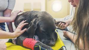 Acompañamiento respetuoso y compasivo de eutanasia a domicilio para mascotas en el Biobío.