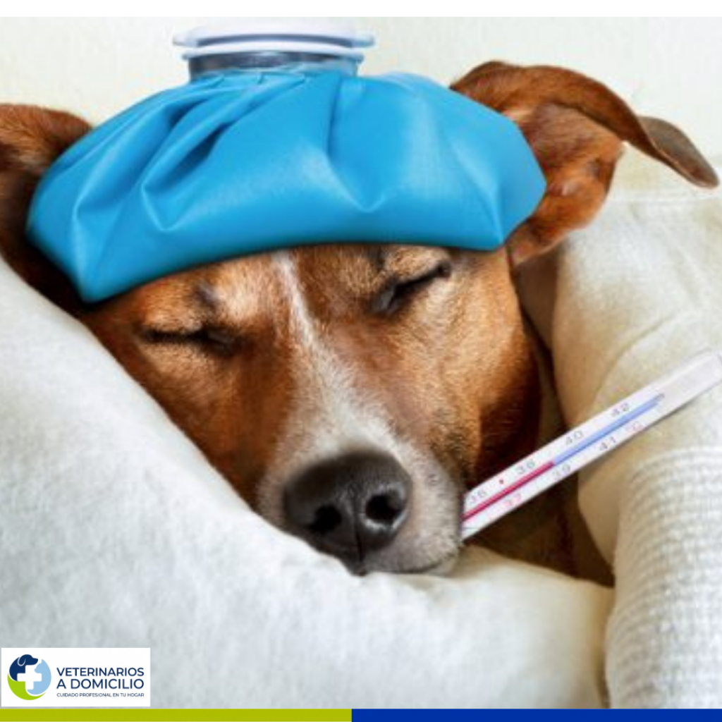 perro enfermo con termómetro grafica la atención a domicilio veterinarios a domicilio concepción