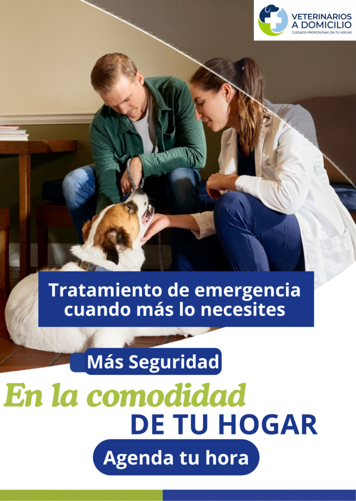 Veterinario aplicando tratamiento de emergencia a un perro en el piso de su casa para ilustrar la atencion medica a domicilio.