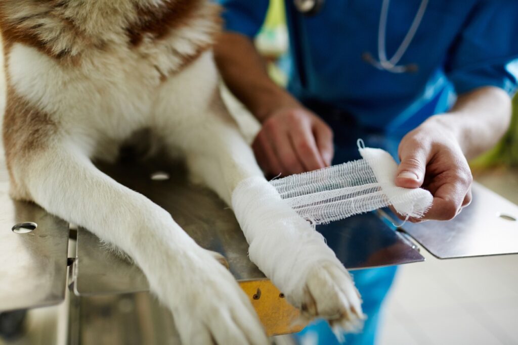 Veterinario de urgencia aplicando vendaje sueroterapia e inyectables para aliviar el dolor a un perro en casa